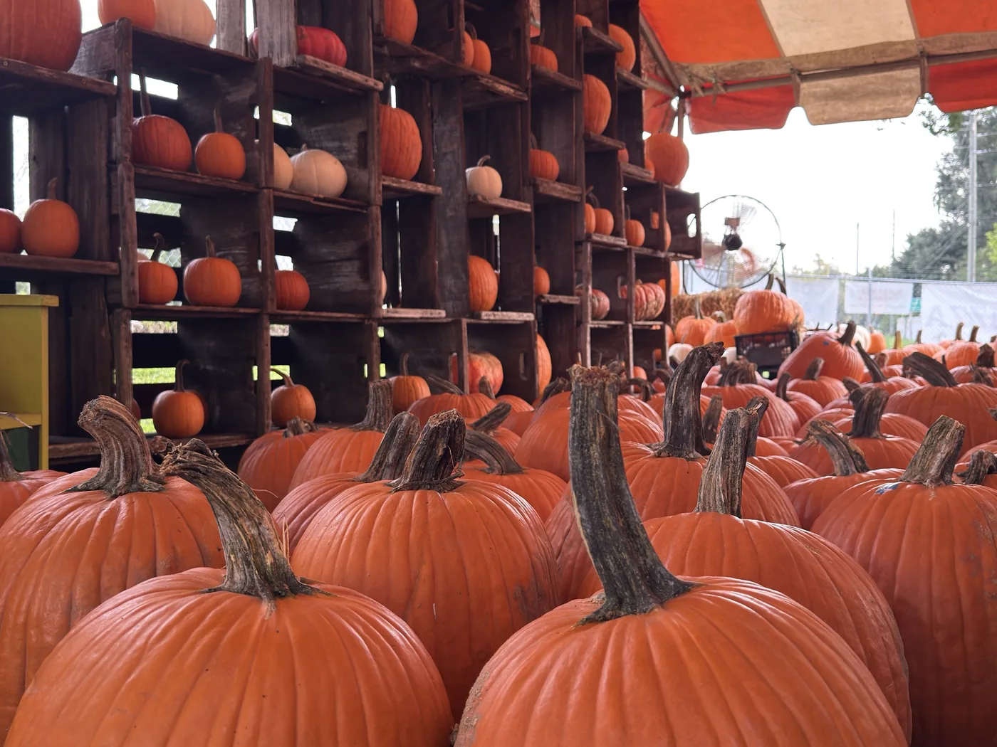Pumpkins displayed in stacked wooden crates at the Bearss Groves pumpkin patch