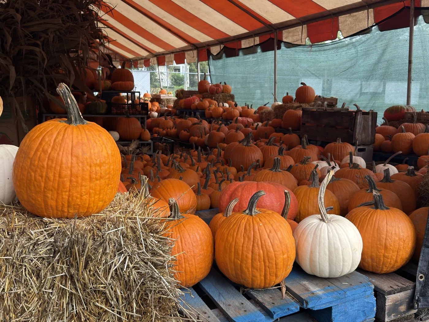 Pumpkins on hay bales at the Bearss Groves pumpkin patch