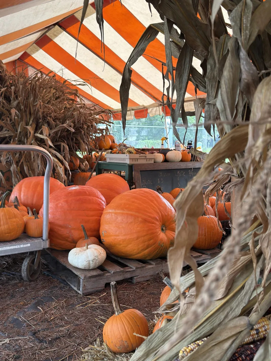 Giant pumpkins on a cart beside dried corn stalks under the striped tent