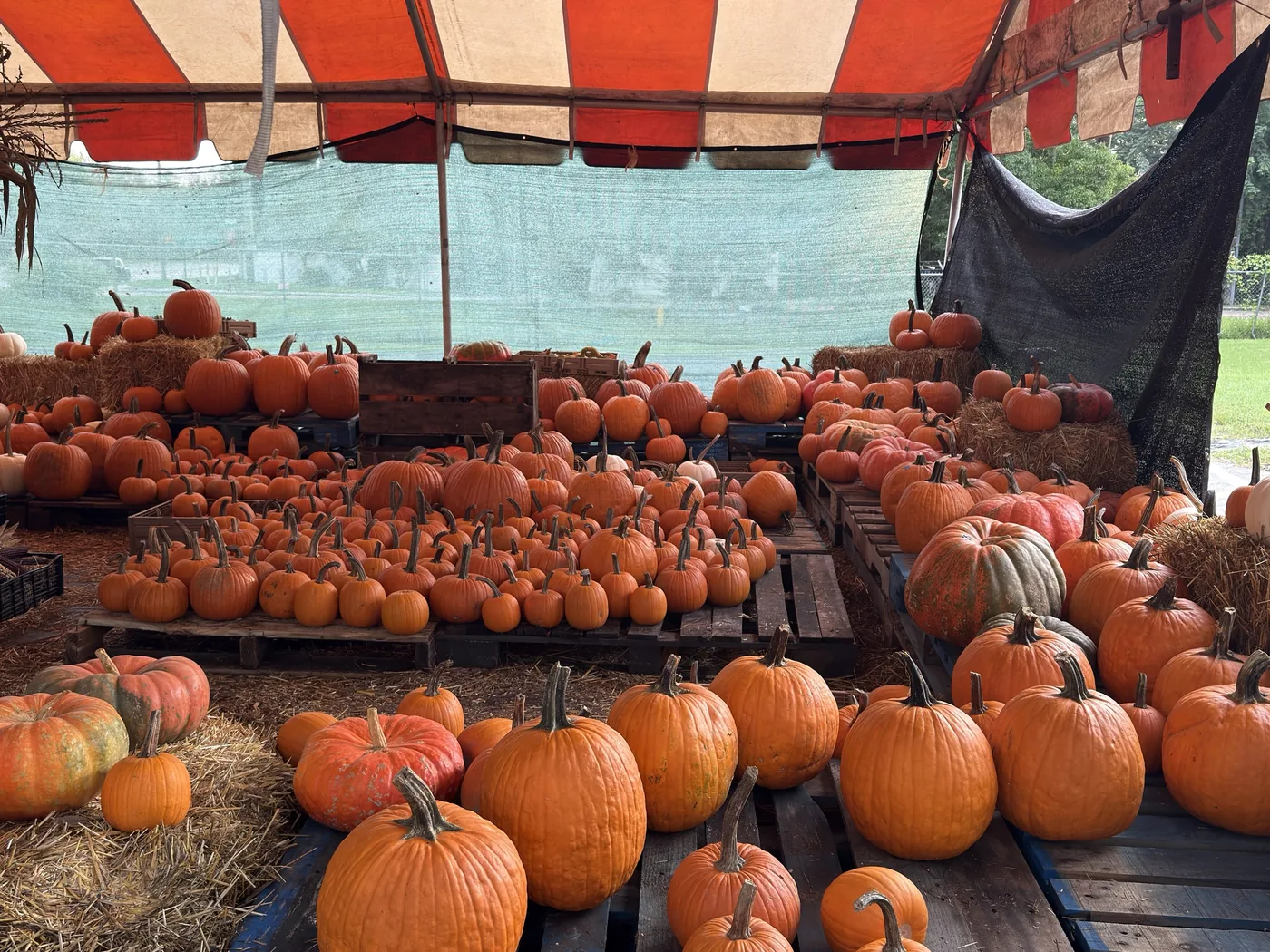Rows of pumpkins on pallets and hay bales under the big striped tent at the Bearss Groves pumpkin patch in Tampa