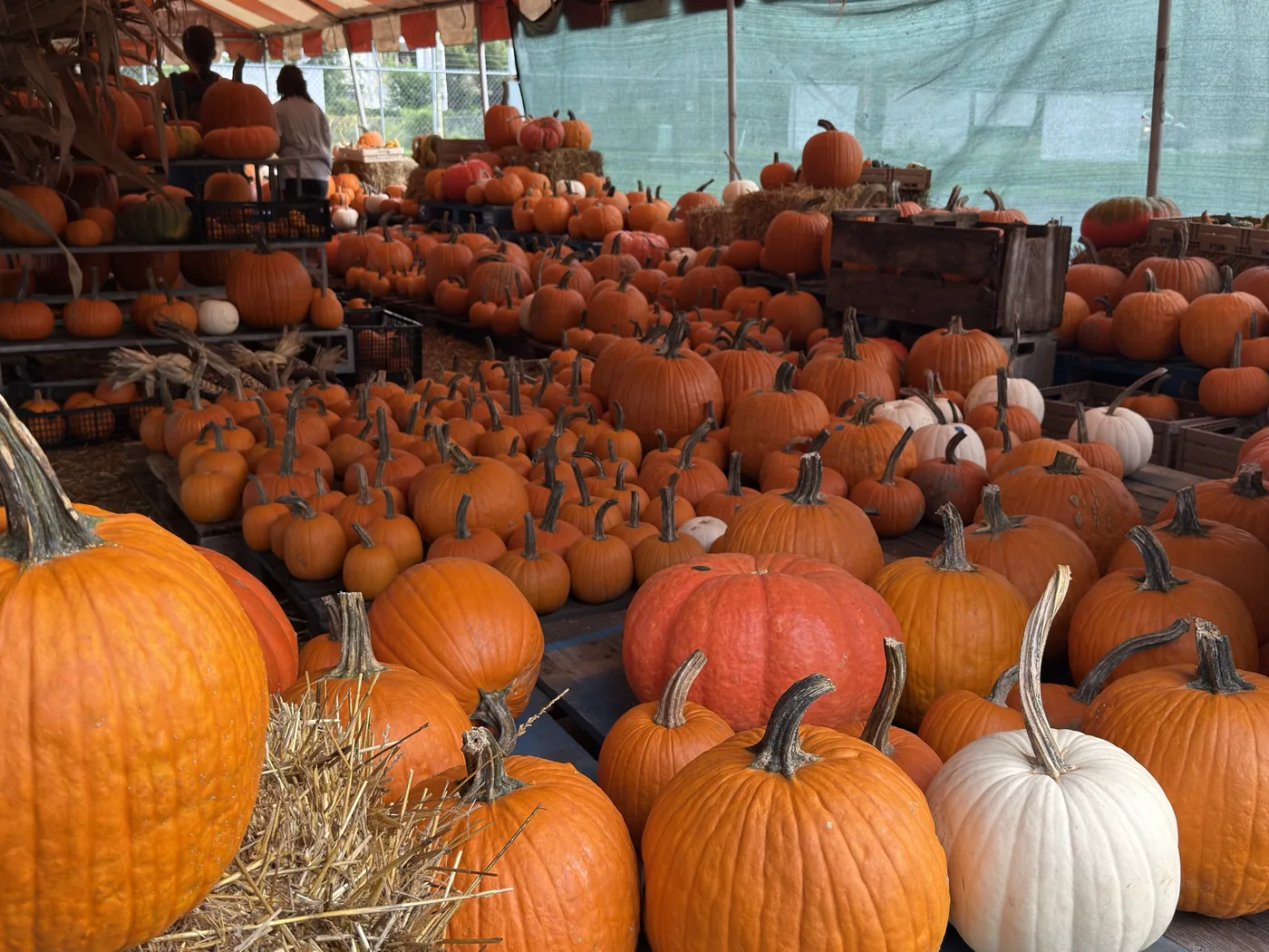Hundreds of pumpkins of every size under the tent at Bearss Groves